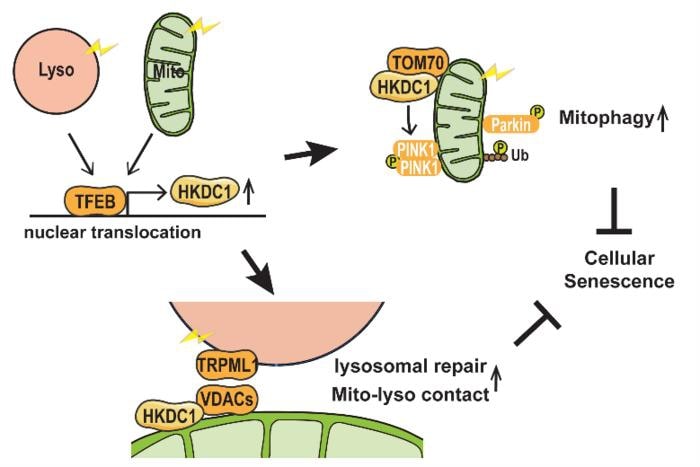 HKDC1 Ensures Mitochondrial and Lysosomal Balance Safeguarding Against Cellular Senescence