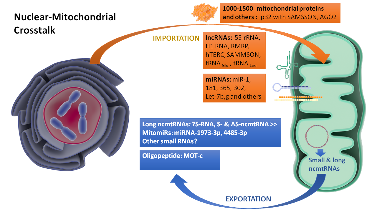 Mitochondrial and Nuclear Genomes Cross-Regulate Each 